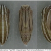 tr phryne pupa3 volg